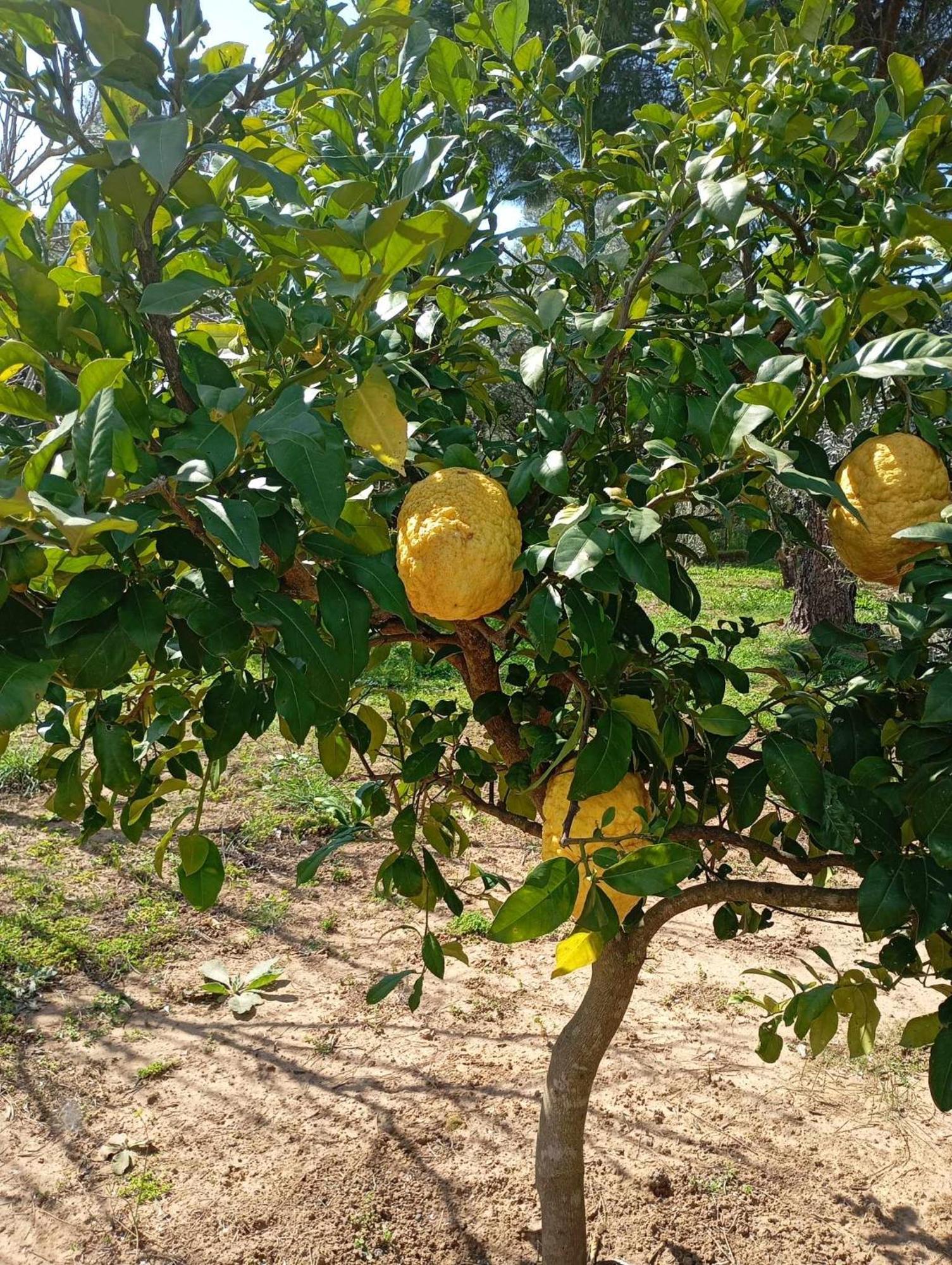 Ktima Anastasia Nauplia Esterno foto